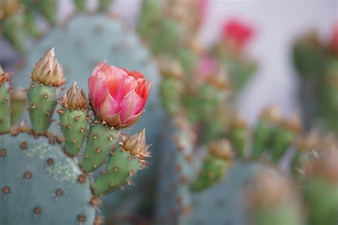 仙人掌開花好嗎|仙人掌開花秘訣：陽光充足是關鍵 